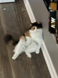 Lost Female Cat last seen Nebo, Dallas, GA 30157