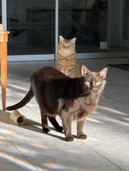 Reunited Male Cat last seen Ivanhoe, Port St. Lucie, FL 34983