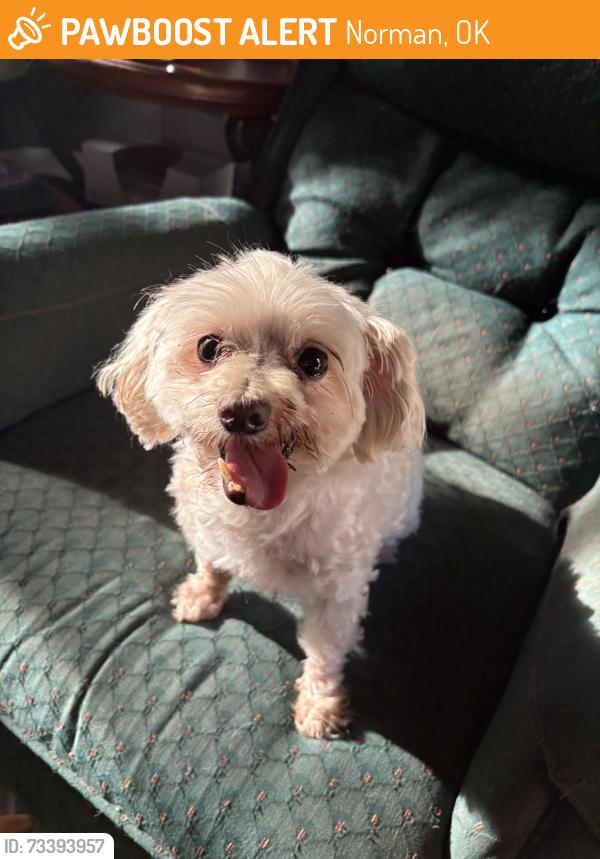 Found/Stray Female Dog last seen S timberline and 108th, Norman, OK 73026