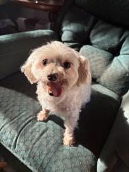 Found/Stray Female Dog last seen S timberline and 108th, Norman, OK 73026
