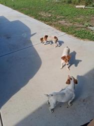 Lost Female Dog last seen Mile 5.5 west, Edcouch, TX 78538