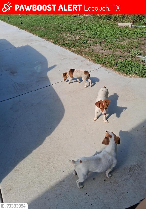 Lost Female Dog last seen Mile 5.5 west, Edcouch, TX 78538