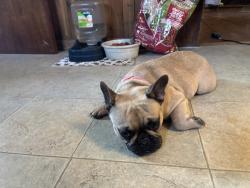 Lost Female Dog last seen Near route 426 corry pa, Corry, PA 16407