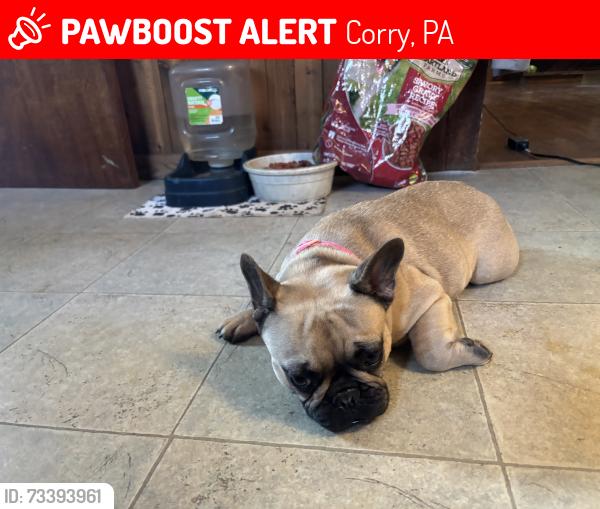 Lost Female Dog last seen Near route 426 corry pa, Corry, PA 16407