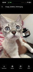 Lost Female Cat last seen Beckley st Houston tx 77088, Houston, TX 77088