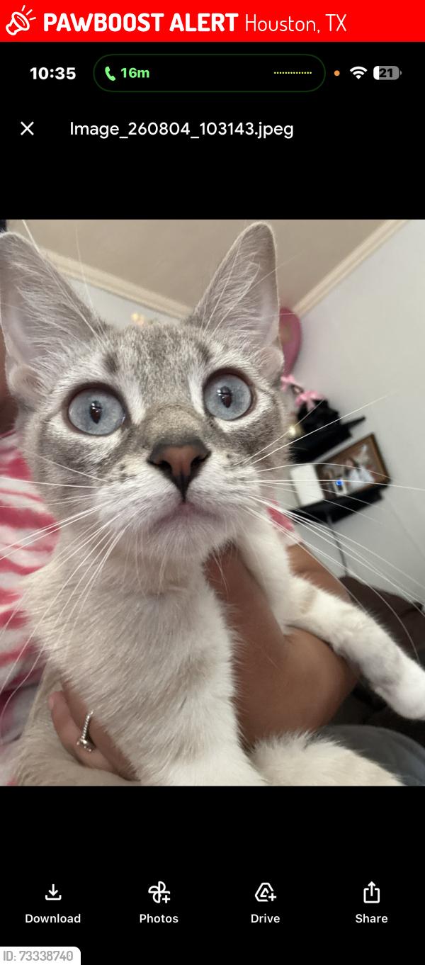 Lost Female Cat last seen Beckley st Houston tx 77088, Houston, TX 77088
