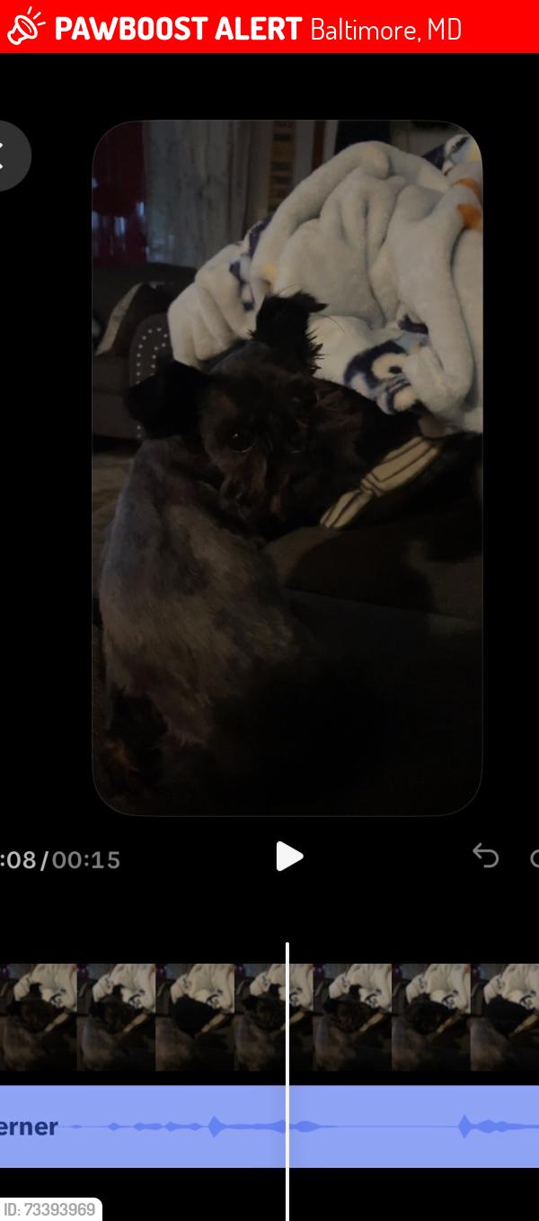 Lost Male Dog last seen German hill rd, Baltimore, MD 21222