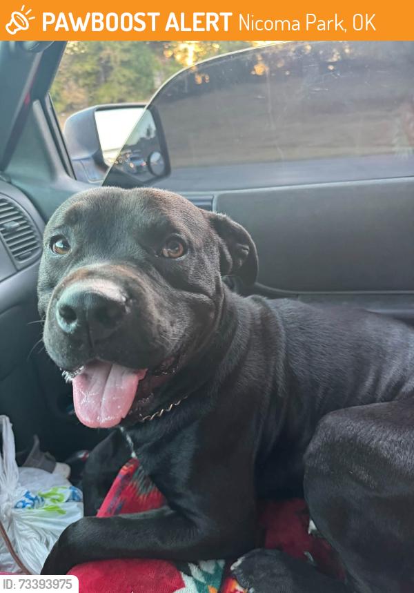 Found/Stray Male Dog last seen 23rd and Westminster, Nicoma Park, OK 73084