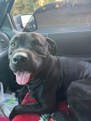 Found/Stray Male Dog last seen 23rd and Westminster, Nicoma Park, OK 73084