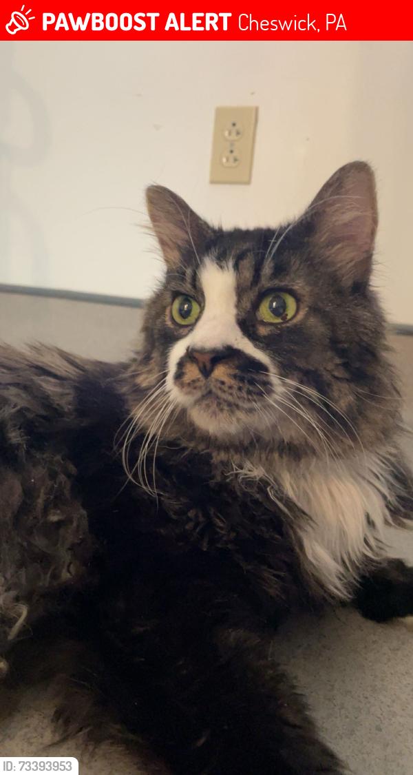 Lost Male Cat last seen By tailgaters, Cheswick, PA 15024