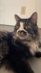 Lost Male Cat last seen By tailgaters, Cheswick, PA 15024