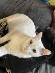 Lost Male Cat last seen Kipling and 38th, Wheat Ridge, CO 80033