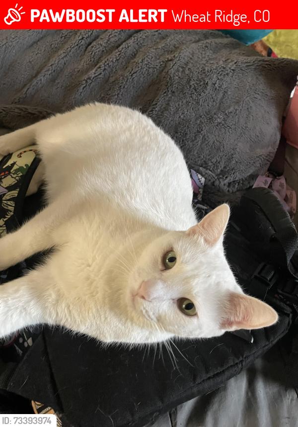 Lost Male Cat last seen Kipling and 38th, Wheat Ridge, CO 80033