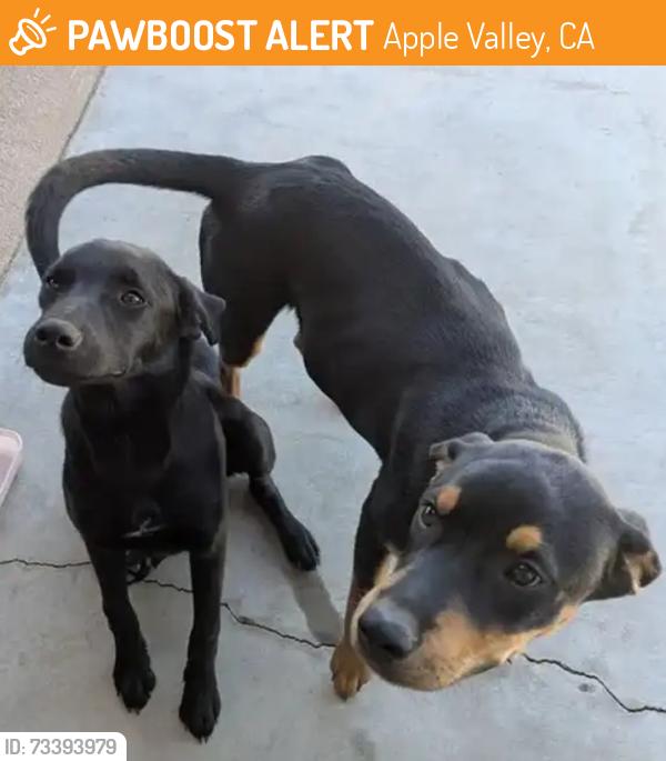 Found/Stray Male Dog last seen Sycamore Rocks, Apple Valley, CA 92307