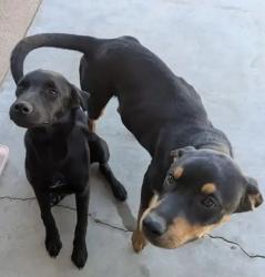 Found/Stray Male Dog last seen Sycamore Rocks, Apple Valley, CA 92307