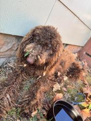 Found/Stray Male Dog last seen 23rd st and classen blvd OKC, Oklahoma City, OK 73106