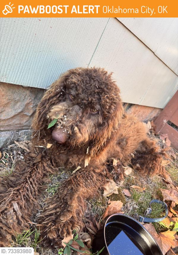 Found/Stray Male Dog last seen 23rd st and classen blvd OKC, Oklahoma City, OK 73106