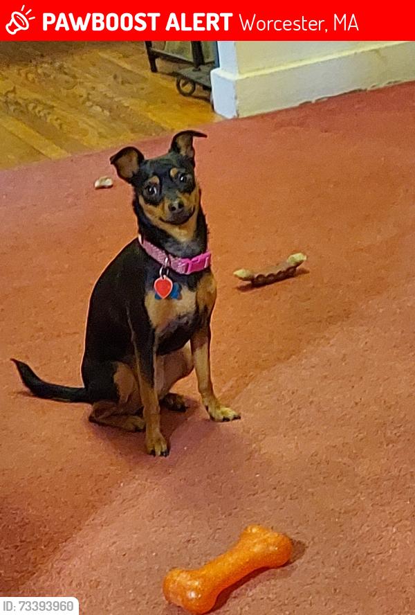 Lost Female Dog last seen Selden St., Wakefield St., Green Hill Golf Course near 4th hole, Worcester, MA 01605