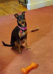 Lost Female Dog last seen Selden St., Wakefield St., Green Hill Golf Course near 4th hole, Worcester, MA 01605