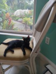 Lost Female Cat last seen Lockwood Ridge and Tellavast, Sarasota, FL 34243
