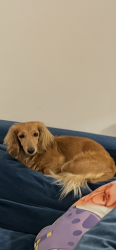 Reunited Female Dog last seen Springbank and westview, Philadelphia, PA 19119