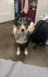 Lost Female Dog last seen Near VZCR 3103 Edgewood, TX 75117, Edgewood, TX 75117