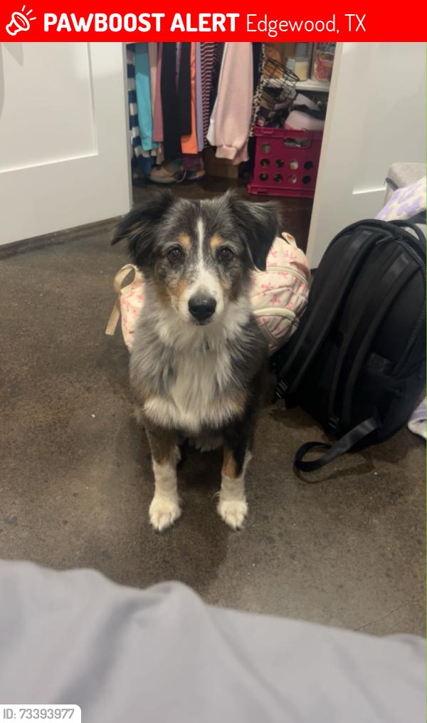 Lost Female Dog last seen Near VZCR 3103 Edgewood, TX 75117, Edgewood, TX 75117