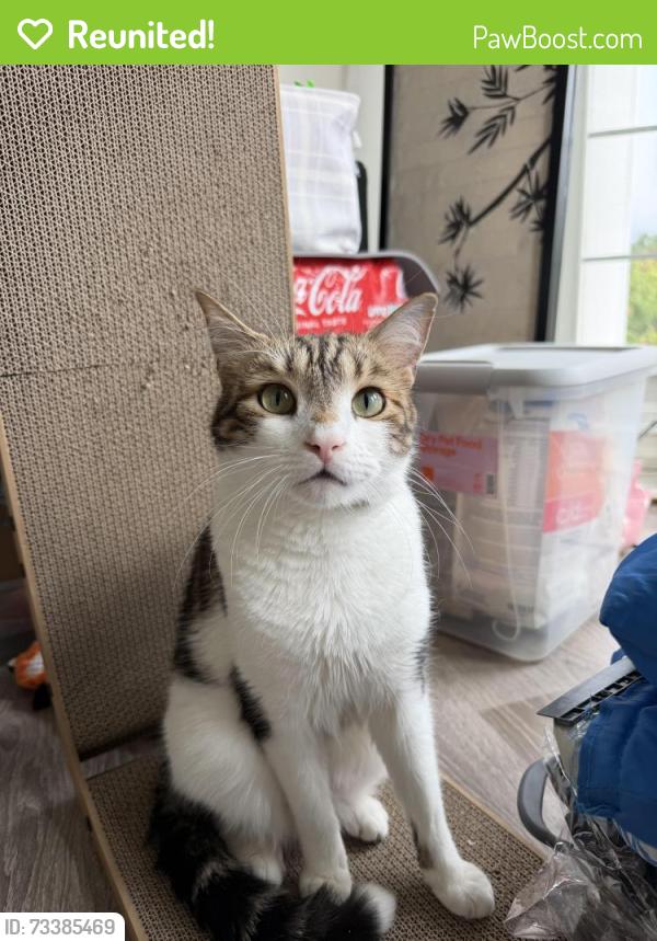 Reunited Male Cat last seen liberia ave, Manassas, VA 20110