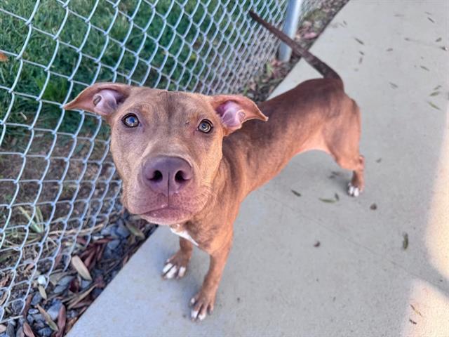 Shelter Stray Female Dog last seen CHARLOTTE, 8315 Byrum Dr, Charlotte, NC 28217, USA