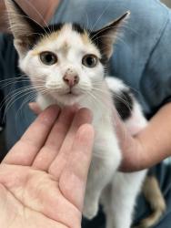 Shelter Stray Female Cat last seen GREEN DRIVE - POLKVILLE, 1601 Airport Rd, Shelby, NC 28150, USA