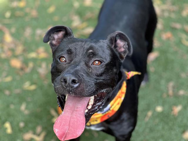 Shelter Stray Male Dog last seen CHARLOTTE, 8315 Byrum Dr, Charlotte, NC 28217, USA