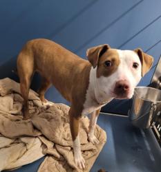 Shelter Stray Female Dog last seen Near BLOCK GREYDALE ST, DETROIT, MI 48223, 7401 Chrysler Dr, Detroit, MI 48211, USA