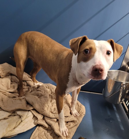 Shelter Stray Female Dog last seen Near BLOCK GREYDALE ST, DETROIT, MI 48223, 7401 Chrysler Dr, Detroit, MI 48211, USA