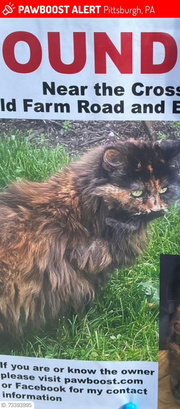 Lost Female Cat last seen Old farm rd and edge brook, Pittsburgh, PA 15234