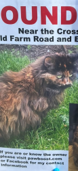 Lost Female Cat last seen Old farm rd and edge brook, Pittsburgh, PA 15234