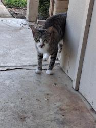 Found/Stray Female Cat last seen Waco Way and Kingswood, Fort Worth, TX 76133