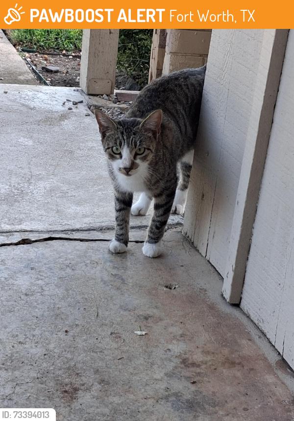 Found/Stray Female Cat last seen Waco Way and Kingswood, Fort Worth, TX 76133