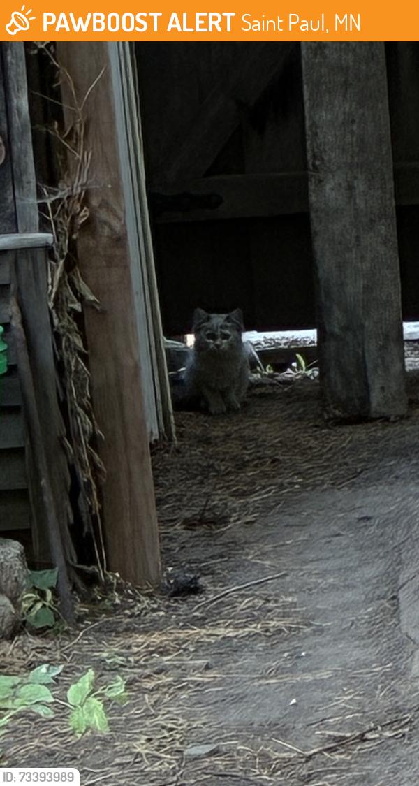 Found/Stray Unknown Cat last seen Princeton Ave. & Finn St., Saint Paul, MN 55105