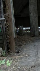 Found/Stray Unknown Cat last seen Princeton Ave. & Finn St., Saint Paul, MN 55105