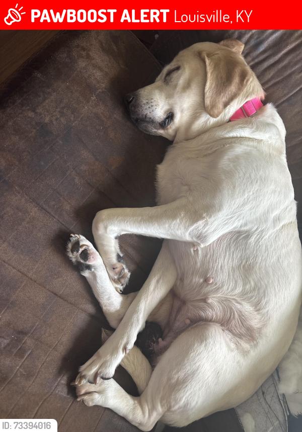 Lost Female Dog last seen Chambers Way, Louisville, KY 40299