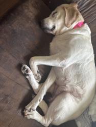 Lost Female Dog last seen Chambers Way, Louisville, KY 40299