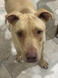 Found/Stray Female Dog last seen Near to old lutz elementary school, Lutz, FL 33549