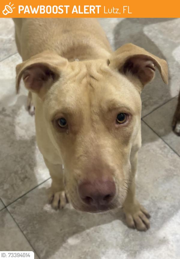 Found/Stray Female Dog last seen Near to old lutz elementary school, Lutz, FL 33549