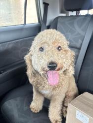 Found/Stray Female Dog last seen Right as you turn onto 56 street, grass field on left hand side, Miami, FL 33185