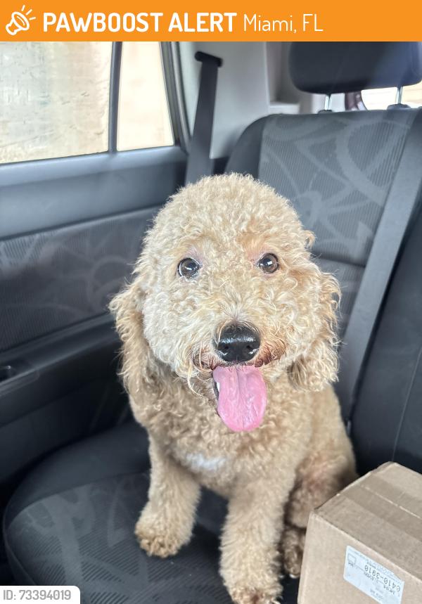 Found/Stray Female Dog last seen Right as you turn onto 56 street, grass field on left hand side, Miami, FL 33185