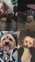 Reunited Male Dog last seen Sylvan Dr, Chattanooga, TN 37411