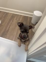 Found/Stray Unknown Dog last seen Polo Crossing Village, Winston-Salem, NC 27106