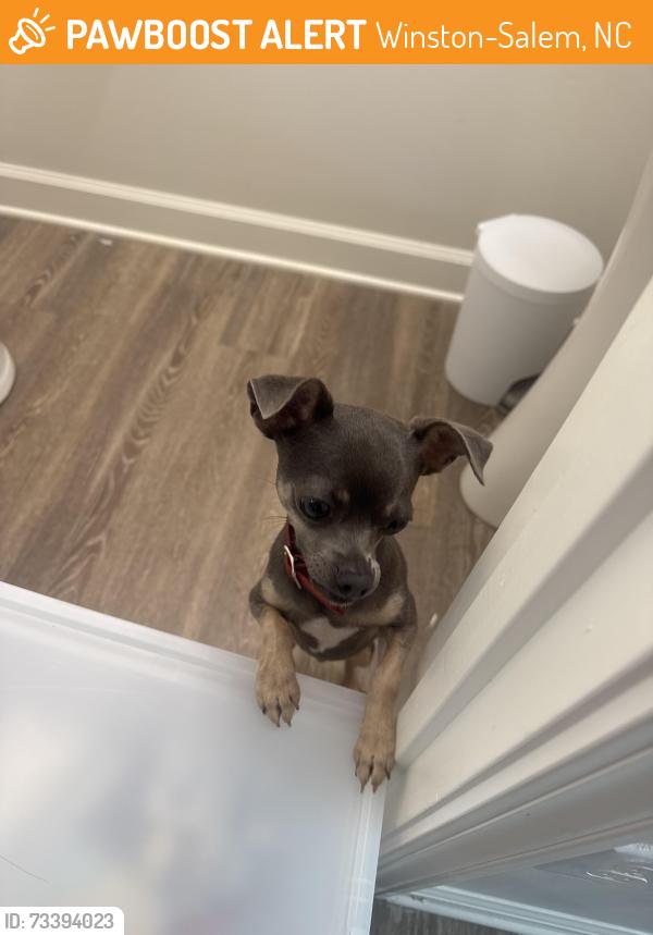 Found/Stray Unknown Dog last seen Polo Crossing Village, Winston-Salem, NC 27106