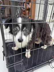 Reunited Unknown Dog last seen La puente rd, West Covina, CA 91792