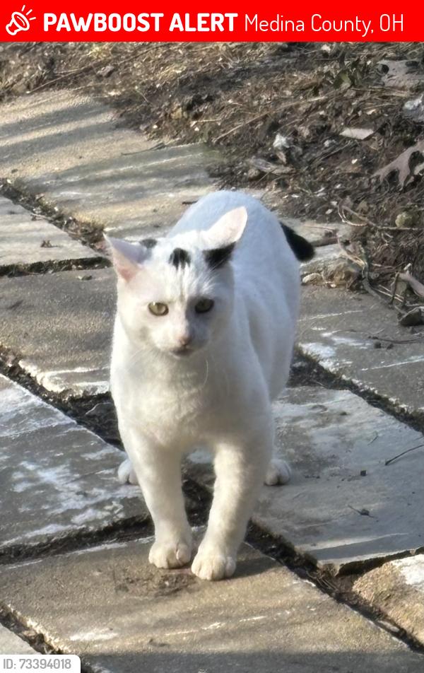 Lost Male Cat last seen Vandemark and Dunham Litchfield, Medina County, OH 44254